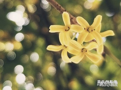 蓋樂(lè)世影像周賽第41期——拾憶獲獎(jiǎng)名單