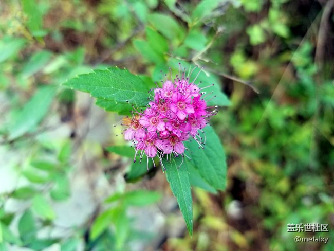 【Note8百人體驗團(tuán)】[圖文類]Note8在手，感覺自己帥到開掛