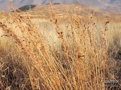 家鄉(xiāng)的風(fēng)景