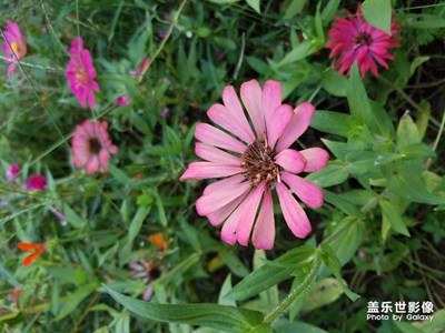 國行S8發(fā)來幾張拍照！