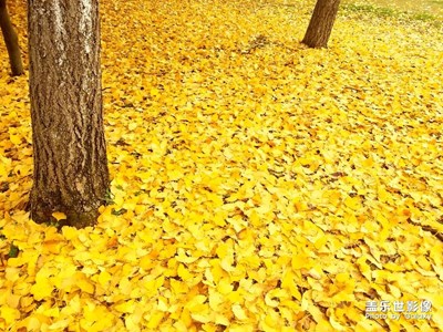 冬已來，秋未去。