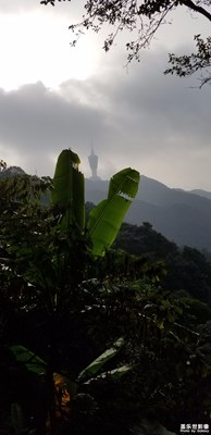 深圳大梧桐山、十里杜鵑