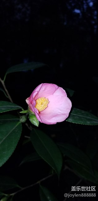 感覺夜拍不如之前的7姨，噪點太多