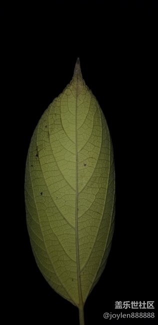 感覺夜拍不如之前的7姨，噪點太多