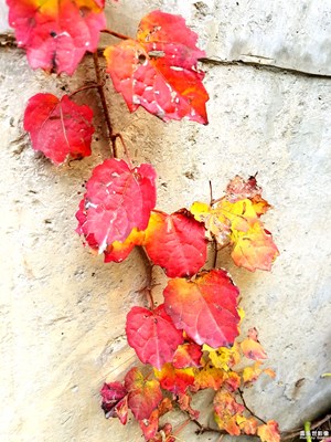 杭州正式入冬了，最后的美景。