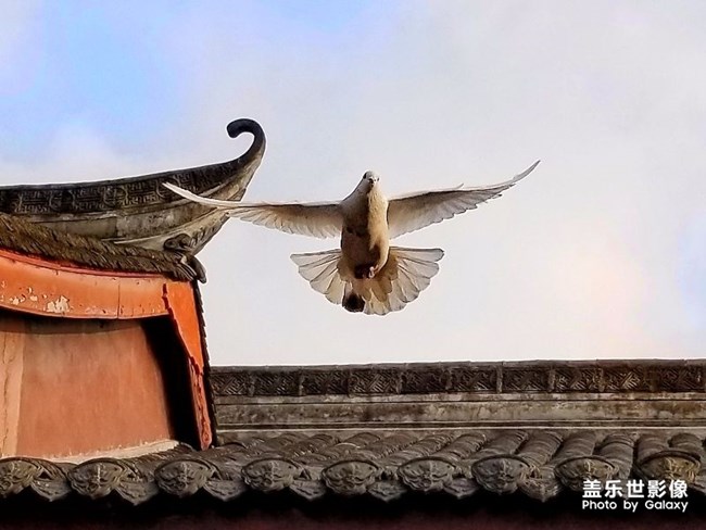 文殊院和它的偶遇