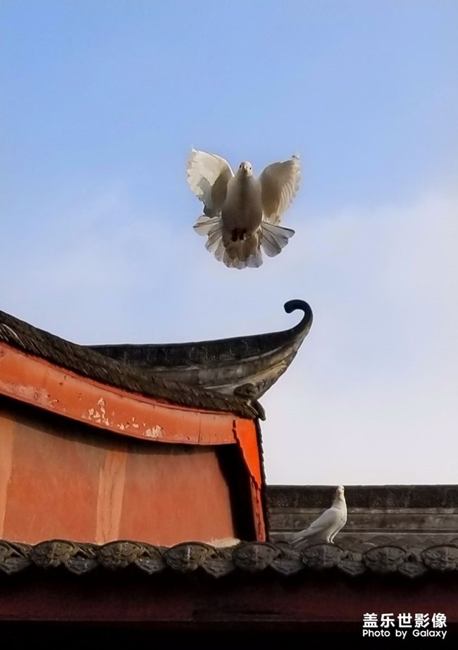 文殊院和它的偶遇