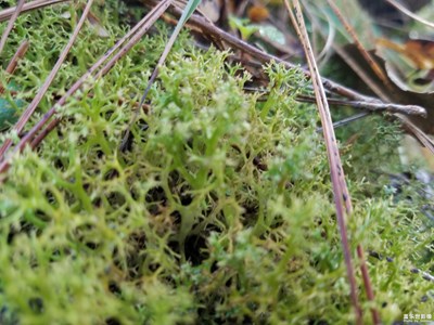 這個植物大家見過嗎