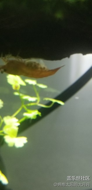 觀賞蝦有寶寶了貌似。