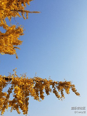 再刷一波成都昨天的銀杏