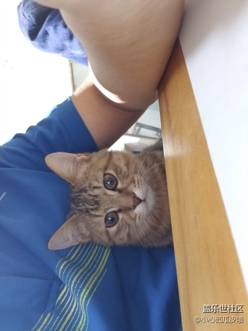 社區(qū)活動之他們玩泥我擼貓活動