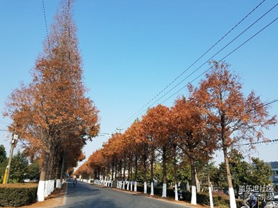 小路邊的水杉樹(shù)