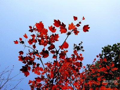 手機(jī)拍紅楓