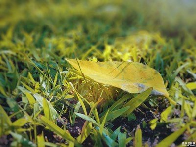 【不一樣的冬  不一樣的南北】+廈門(mén)的冬天也可以這樣美