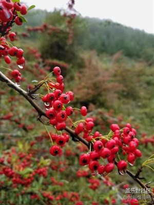 紅子