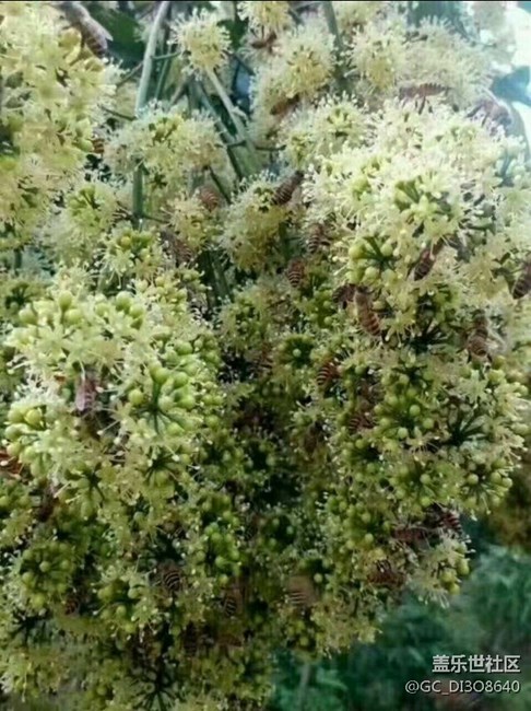 不一樣的蜂與蜜