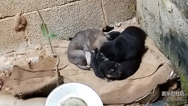 貓咪兄弟姐妹家族