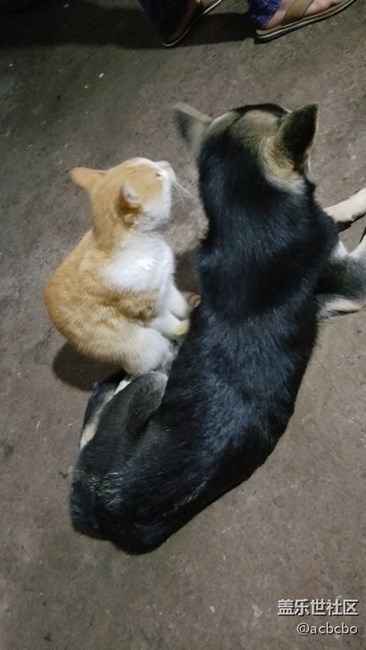 貓咪兄弟姐妹家族