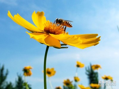 《回望2017》+仰天崗上的山菊花