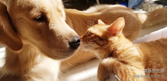 家有萌喵_隨手拍