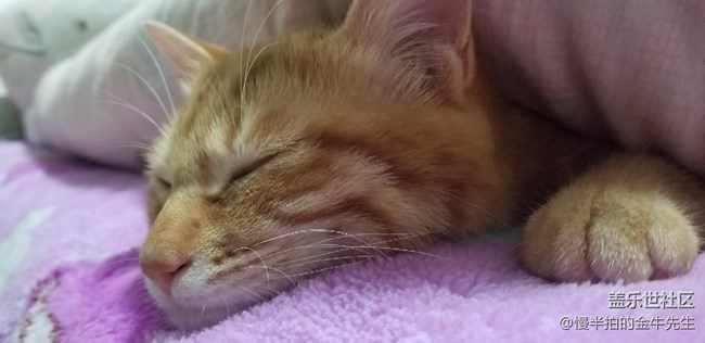 家有萌喵_隨手拍