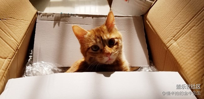 家有萌喵_隨手拍