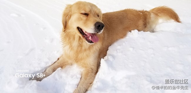 家有金毛_隨手拍