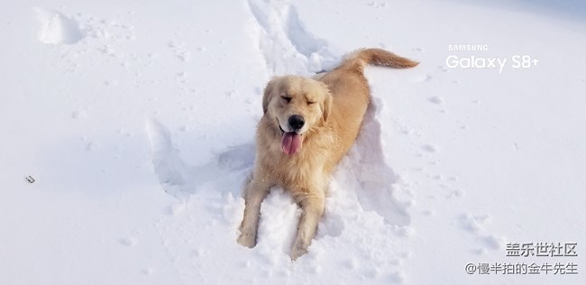 家有金毛_隨手拍