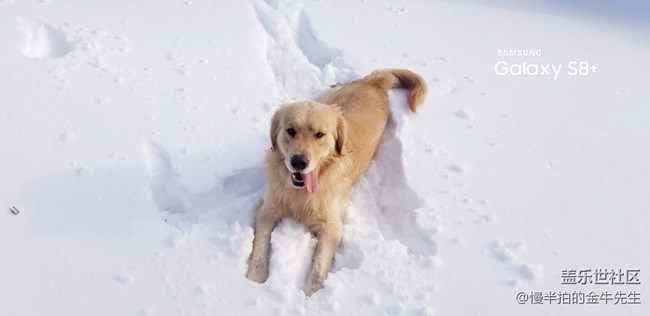 家有金毛_隨手拍