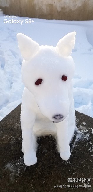 家有金毛_隨手拍