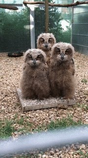 現(xiàn)在s8+還可以升級(jí)8.0嗎