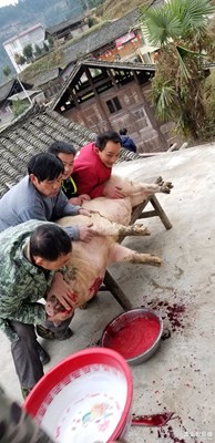 殺年豬了。。。。