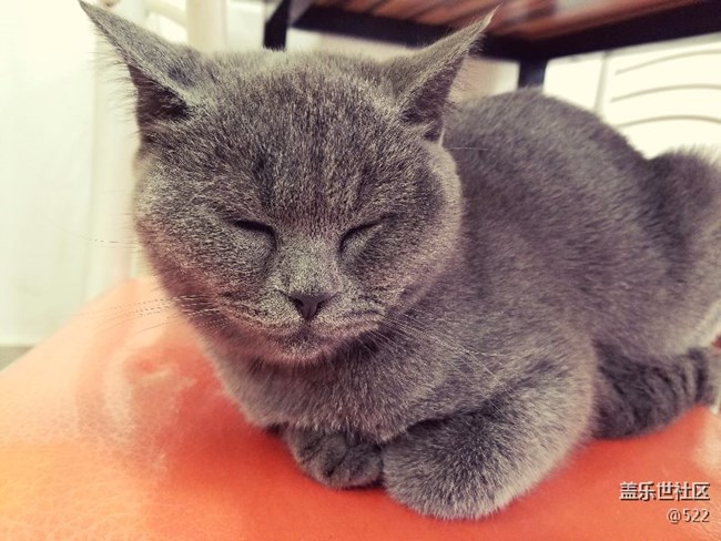 有沒有喜歡貓咪