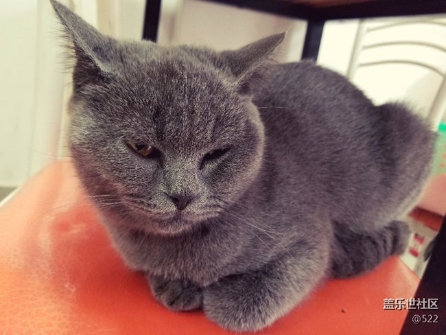 有沒有喜歡貓咪