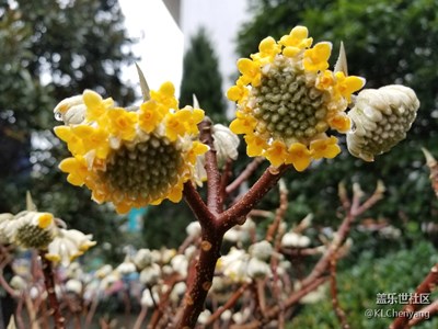 拍了才知道－冬日的向日葵??（結香花）