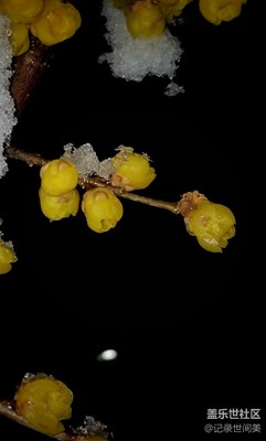 傲雪吐艷，凌寒暗香，春天將至。