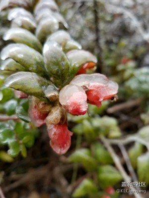 拍了才知道～貴州特有的～施華洛世奇水晶花