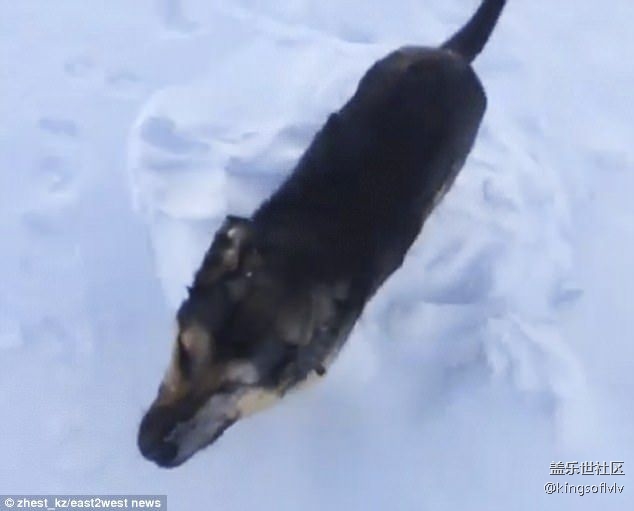 -56℃！哈薩克斯坦氣溫驟降 狗狗行走中被凍死