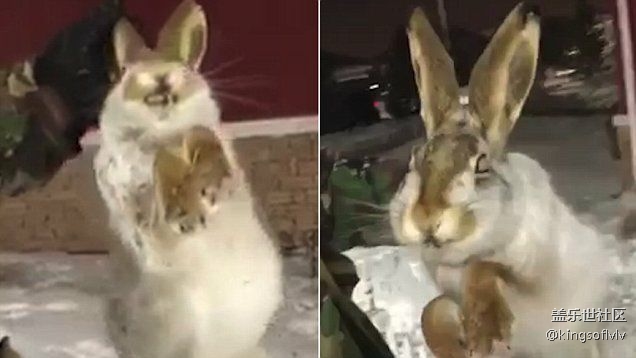 -56℃！哈薩克斯坦氣溫驟降 狗狗行走中被凍死