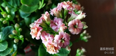 親戚家里養(yǎng)的花開了