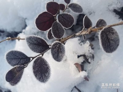 瑞雪兆豐年