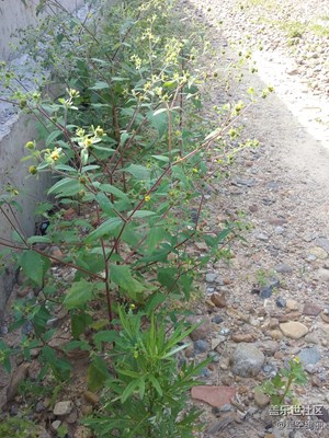 【童趣】路上花