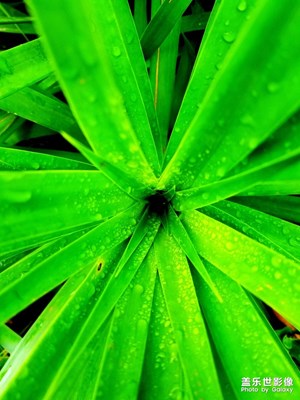 希望回來有兩個(gè)贊