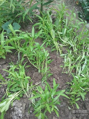 【童趣】這個叫空心菜