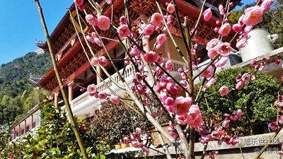 臥梅又聞花