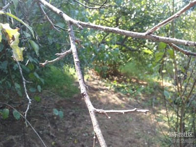 【童趣】梅樹的枝