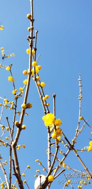 繼續(xù)拍照----臘梅