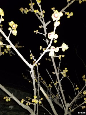 我家的臘梅