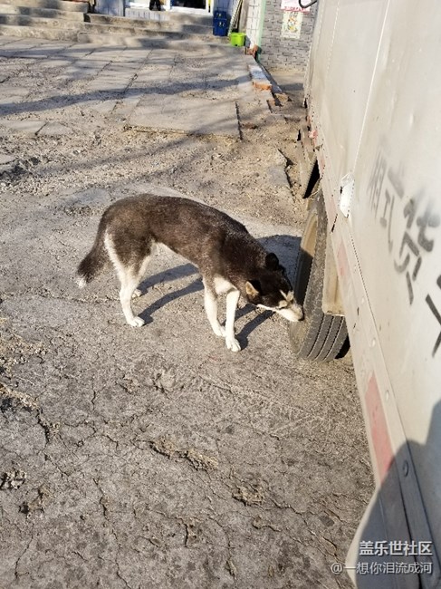 這是二哈嗎？怎么感覺好別扭