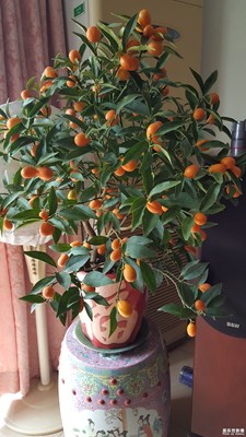 歡歡喜喜過大年-今年狗年買的年花